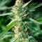 Семена сорта Jamaican Dream fem (Eva Seeds)