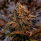 Семена сорта Mandarin Cookies R3 fem (Ethos Genetics)