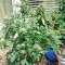 Семена сорта Sour Diesel Auto fem (Humboldt Seeds)