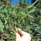 Семена сорта Trainwreck fem (Humboldt Seeds)