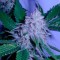 Семена сорта White Berry fem (VIP Seeds)