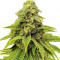 Семена сорта Purple OG Punch fem (Dutch Passion)