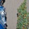 Семена сорта Auto Nefertiti fem (Pyramid Seeds)