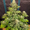 Семена сорта Blueberry fem (Dutch Passion)