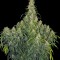 Семена сорта CBD-Chronic fem (Serious Seeds)