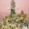 Семена сорта Critical fem (Royal Queen Seeds)