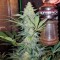 Семена сорта Eldorado fem (Nirvana Seeds)
