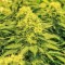 Семена сорта La Blanca Gold fem (Vision Seeds)