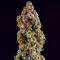 Семена сорта Mandarin Cookies R3 fem (Ethos Genetics)