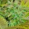Семена сорта Silver Haze fem (Vision Seeds)