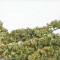 Семена сорта Sour Diesel Autoflowering fem (Dinafem Seeds)