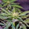 Семена сорта Sweet Tooth #1 fem (Barney's Farm)