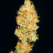 Семена сорта 00 Kush fast fem (00 Seeds)