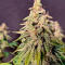 Семена сорта Gorilla Glue × Lemon Haze (7CH Seeds & Cali Buds Seeds)
