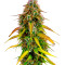 Семена сорта Auto Bruce Banner XXL fem (Advanced Seeds)