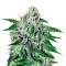 Микс семян конопли Gourmet Collection - Cannabis Winner Strains #2 (Delicious Seeds)