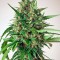 Семена сорта Tundra #2 Auto fem