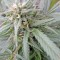 Семена сорта Biddy Early fem (Serious Seeds)