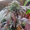 Семена сорта Durga Mata fem (Paradise Seeds)