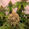Семена сорта Gorilla Glue × Lemon Haze (7CH Seeds & Cali Buds Seeds)