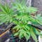 Семена сорта Kannabia Special Max Auto fem