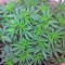 Семена сорта Lemon Garlic OG fem