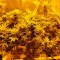 Семена сорта Northern Lights fem (00 Seeds)