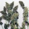 Семена сорта Orange Bud reg (Dutch Passion)