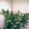 Семена сорта PolarLight #2 Auto fem