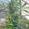 Семена сорта Skunk #11 fem (Dutch Passion)