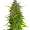 Семена сорта Original Moby Dick Auto fem (FastBuds)