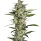 Семена сорта Flowerbomb Kush fem (Strain Hunters)