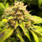 Семена сорта #9 Pound Hammer Fast fem (High Speed ​​Buds)