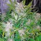 Семена сорта Blue Dream Auto fem (Humboldt Seeds)