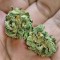 Семена сорта Buzz Light Gear fem (Dr. Krippling Seeds)