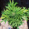 Семена сорта El Alquimista Auto fem (Samsara Seeds)