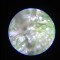Семена сорта Krippleberry Auto fem (Dr. Krippling Seeds)