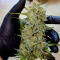 Семена сорта Zkittlez x Grapefruit (7CH Seeds & Cali Buds Seeds)