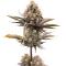 Семена сорта Banana Purple Punch Auto RF3 fem (FastBuds)