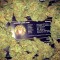 Семена сорта Amnesia Ganja Haze fem (Sumo Seeds)
