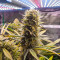 Семена сорта Auto Bruce Lemon Diesel fem (Dutch Passion)