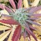 Семена сорта Bubba Kush fem (Dinafem Seeds)