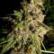 Семена сорта Cannatonic reg (Resin Seeds)