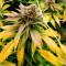 Семена сорта Do-Si-Dos Cookies fem (00 Seeds)