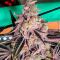 Семена сорта LEMON CHERRY GELATO AUTO R3 fem (Ethos Genetics)
