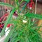 Семена сорта Lithium OG Kush fem (Nirvana Seeds)
