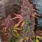 Семена сорта Strawberry Gorilla Auto RF3 fem (FastBuds)
