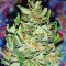 Семена сорта White Widow fem (00 Seeds)