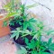 Семена сорта White Widow fem (00 Seeds)