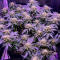 Семена сорта Zkittlez x Grapefruit (7CH Seeds & Cali Buds Seeds)